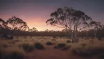 A stunning photo of a natural Australian bush landscape at dusk, 4k, 8k, Highly Detailed